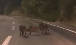 Kahramanmaraş’ta Domuz Sürüsü Yola İndi