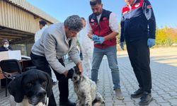Kahramanmaraş’ta Kedi ve Köpeklere Mikroçip Takıldı