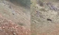 Kahramanmaraş’ta kurt hayvanlara saldırdı: 5 ölü