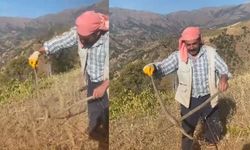 Kahramanmaraş’ta üzüm hasadı sırasında engerek yılanıyla karşılaştı