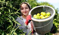 Mandalina bahçelerinde hasat başladı! Fiyatı belli oldu