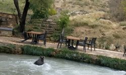 Restoran bahçesine ayı girdi! Çalışanları görünce su kanalına atlayıp kaçtı