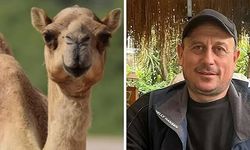 Sevmek istediği deve kolunu ısırdı