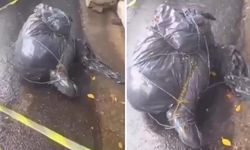 Siyah poşetlere sarılmış 6 ces*t bulundu