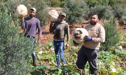 Tarlada 17 TL, Manavda 25 TL! Hatay’da Beyaz Kabak Hasadı Başladı
