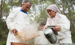 Türkiye dünya çam balı üretiminde zirvede! Bereketli hasat başladı