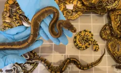 Türkiye’ye Sokmak İstediler! 67 Piton Gümrükte Yakalandı