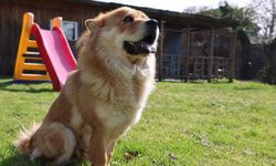Köpek sahiplerine vergi yükü: Yıllık ücret bin 660 euroya kadar çıkıyor