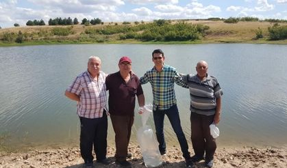 Sazan balığı yavruları gölete bırakıldı