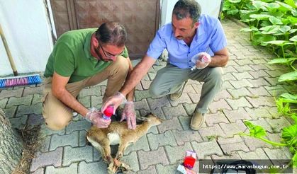 Kartalın pençesinden kurtulan yavru yaban keçisi tedavi altına alındı