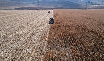 Türkiye’nin cin mısırı deposu Elbistan oldu  