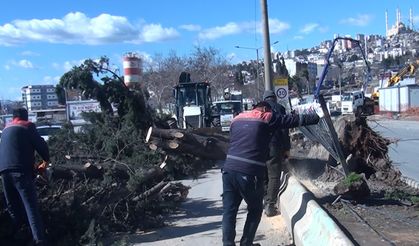 Kahramanmaraş'ta Şiddetli Rüzgar Ağaçları Kökünden Söktü