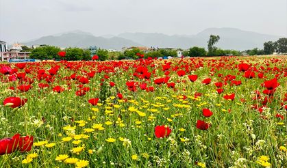 Hatay'da gelinciklerin açtığı tarlalar fotoğraf meraklılarını ağırladı