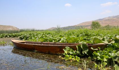 Hatay'daki Gölbaşı Gölü'nü su sümbülleri kapladı