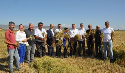 Çeltik hasadı başladı