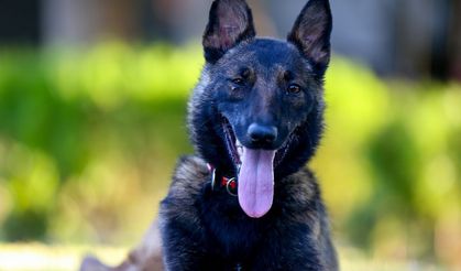 AA'nın barınaktan sahiplendiği "ŞubAAt" arama kurtarma köpeği oluyor