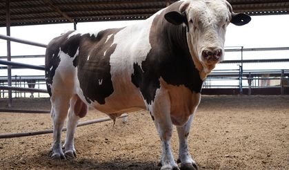 Gaziantep’te ‘Fıstık’ Dana Fiyatıyla Şaşırttı