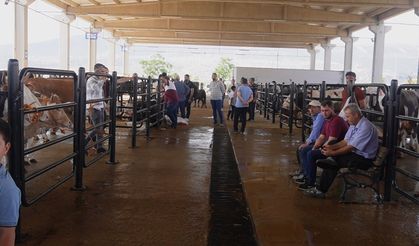 Kahramanmaraş'ta Kurbanlıklar Alıcılarını Bekliyor
