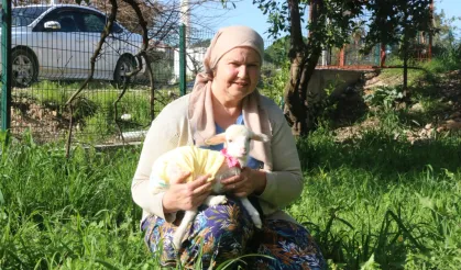 Annesinin reddettiği kuzuyu bebek gibi büyüttü