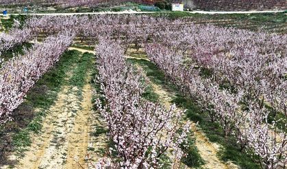 Çiçek açan kayısı ağaçları umut verdi