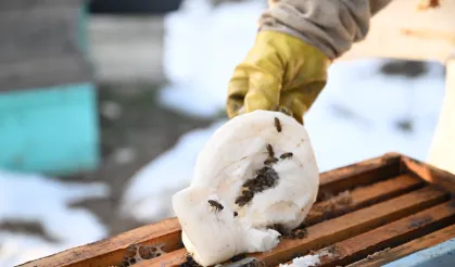 Depremde arılarını kaybeden Ramazan Say üretime geri döndü