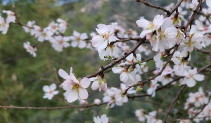 Şubat ayında badem ağaçları çiçek açtı