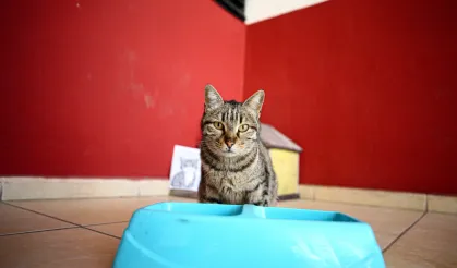 Lisede Derslere Giren Kedi Pakize Okulun Maskotu Oldu