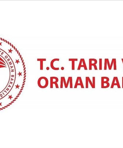 Bakanlık: Kıvırcık marulların tarlada koyunlara yem edildiği iddiası dezenformasyon