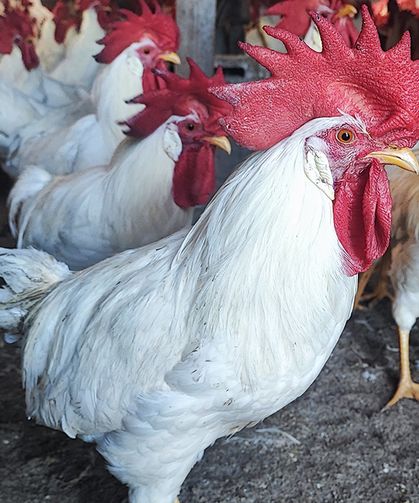 Hobiydi, iş oldu, 3 yılda 850 etlik horoz yetiştirdi