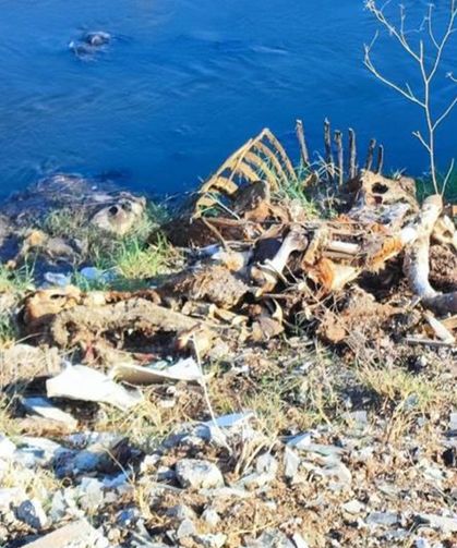Dere yatağına yine at ve eşek kalıntıları atıldı: Mahalle sakinleri tepki gösterdi
