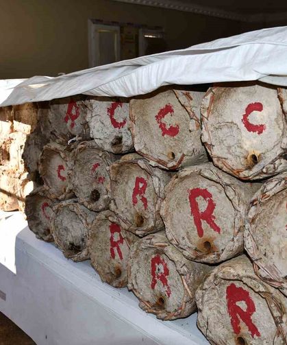 Kilosu 10 bin lira: Misafir odasını bal arılarına ayırdı