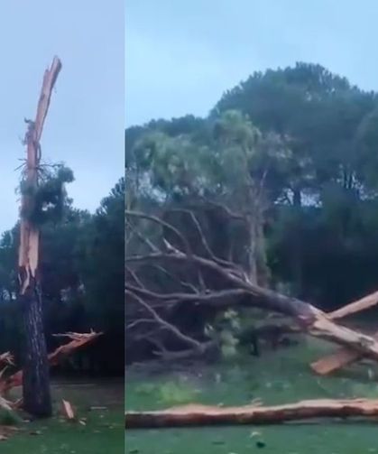 Antalya’daki Golf Sahasına Yıldırım Düştü, Ağaç Parçalandı