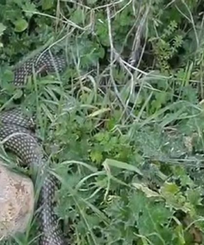 2 Metrelik Yılan Cep Telefonuyla Görüntülendi