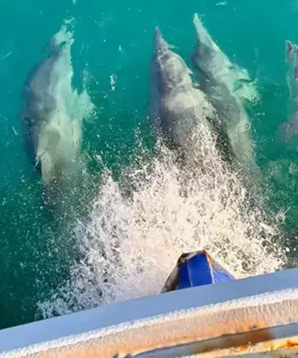Balıkçı Teknesine Yunus Sürüsü Eşlik Etti