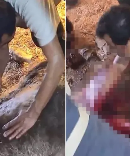 Doğumda zorlanan ineğe ekmek bıçağı ile ameliyat etti