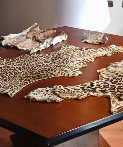 Havalimanı’nda yasa dışı yaban hayvanı ürünleri ele geçirildi