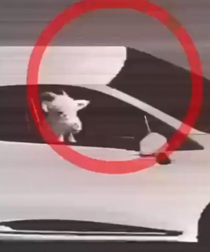 Hayvan hırsızlığı kamerada: Şüpheliler jandarma tarafından yakalandı