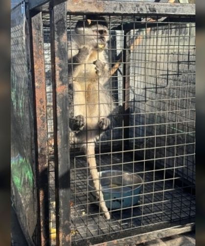 Jandarma Operasyonunda Ruhsatsız Silahlarla Birlikte Maymun Bulundu