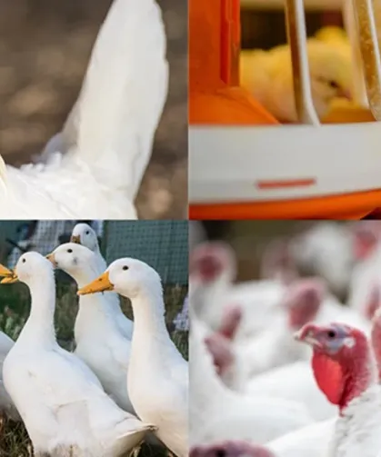 Kanatlı İşletmelerinde Biyogüvenlik Kuralları Güncellendi: Yeni Tebliğ Yayımlandı