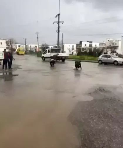 Sağanak Sonrası Balıklar Yola Savruldu, Vatandaş Topladı