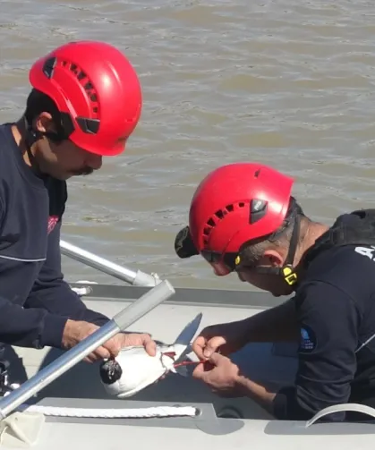 Antalya’da film gibi kurtarma: misinalara dolanan martı itfaiye ekiplerince kurtarıldı