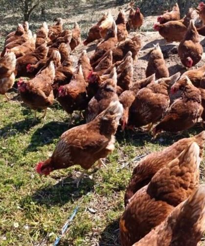 Ev kiraları şehirden kaçırdı: Manisa'da köyüne dönen girişimci gezen tavuk çiftliği kurdu