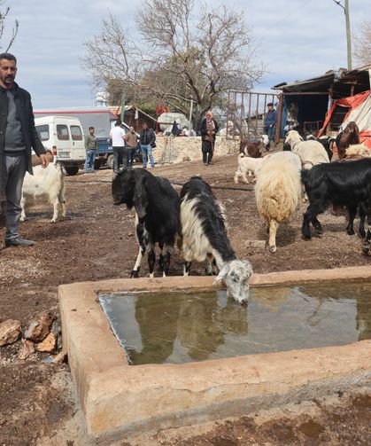 Hatay’da Yağmur Suyundan İçen 43 Küçükbaş Hayvan Telef Oldu