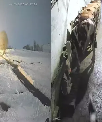 Köpeklerine saldıran kurtları kürekle kovaladı