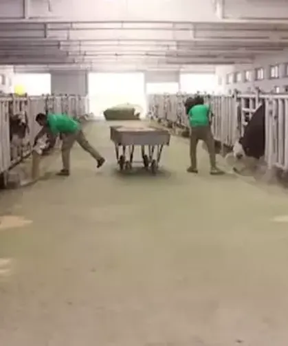 Şap Hastalığı Nedeniyle 450 Büyükbaş Karantinada