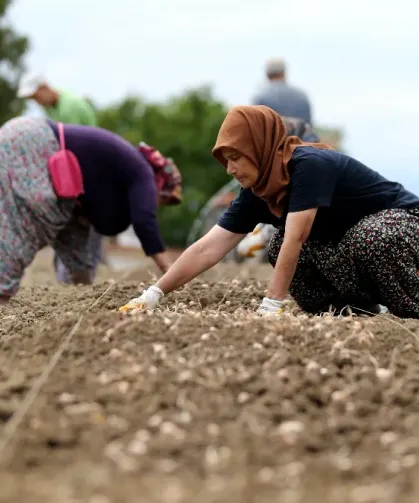 Tarım İşçilerine Zam: Günlük Ücret 1.299 TL’ye Çıktı