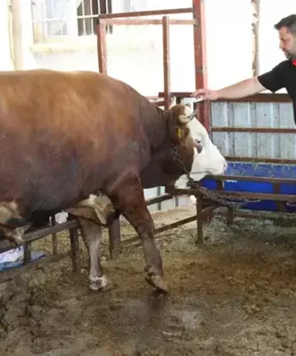 1 tonluk kurbanlık dana 450 bin liraya satışa çıktı