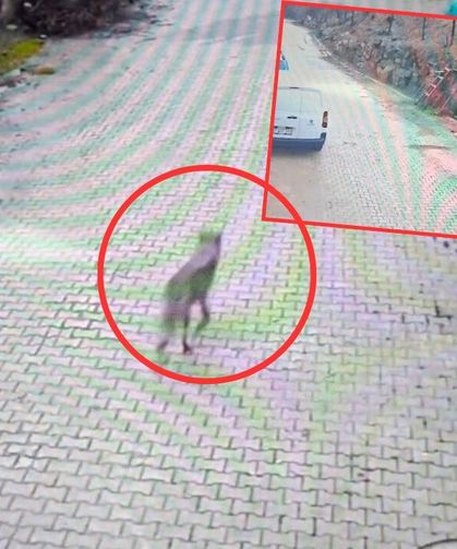 Adana Feke’de mahalleye inen kurt kamerada! Sokak sokak dolaştı