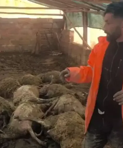 Ağıla giren kurt, 40 koyunu öld*rdü