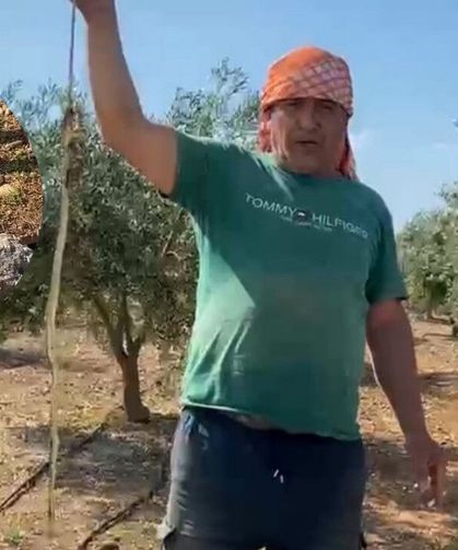 Antalya'da serada yılanla burun buruna! Çiftçi böyle müdahale etti